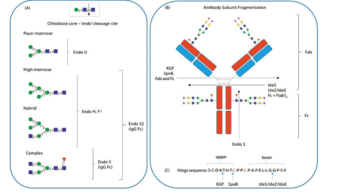 Rapid N-Glycan Profiling of Serum and Plasma by a Novel Slide-Based Imaging  Mass Spectrometry Workflow